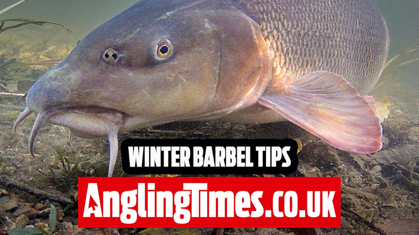The best tips for winter barbel fishing