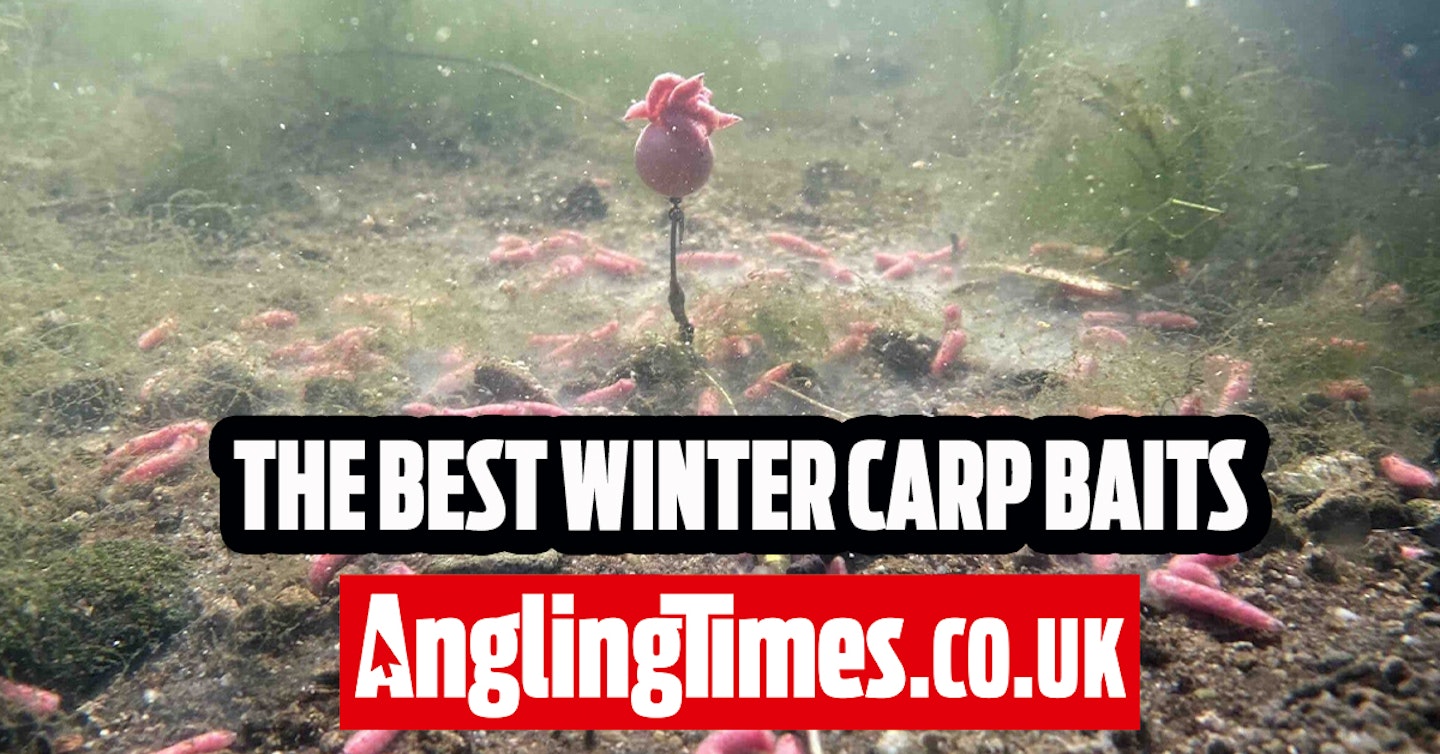 The Best Winter Carp Baits