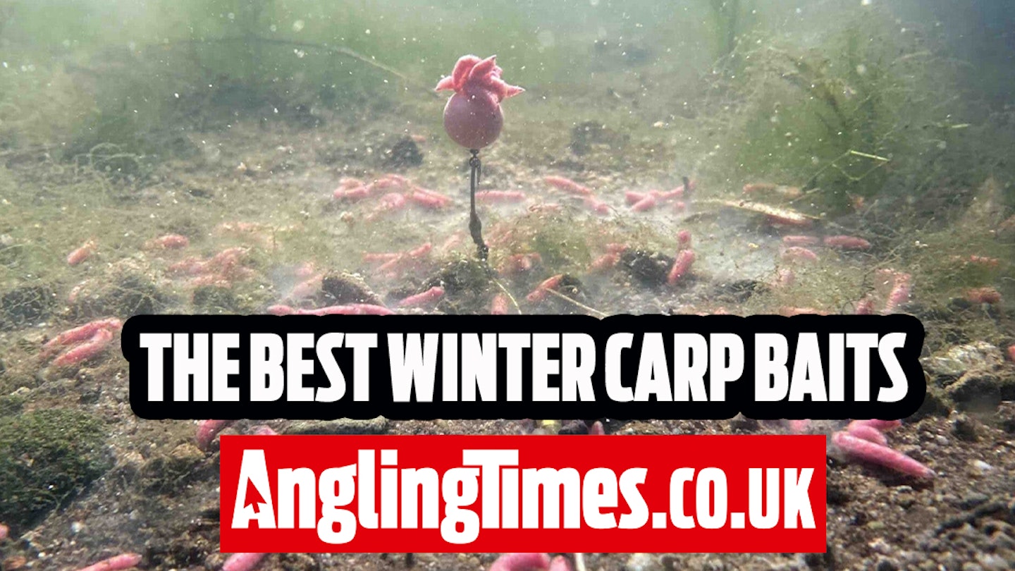The Best Winter Carp Baits