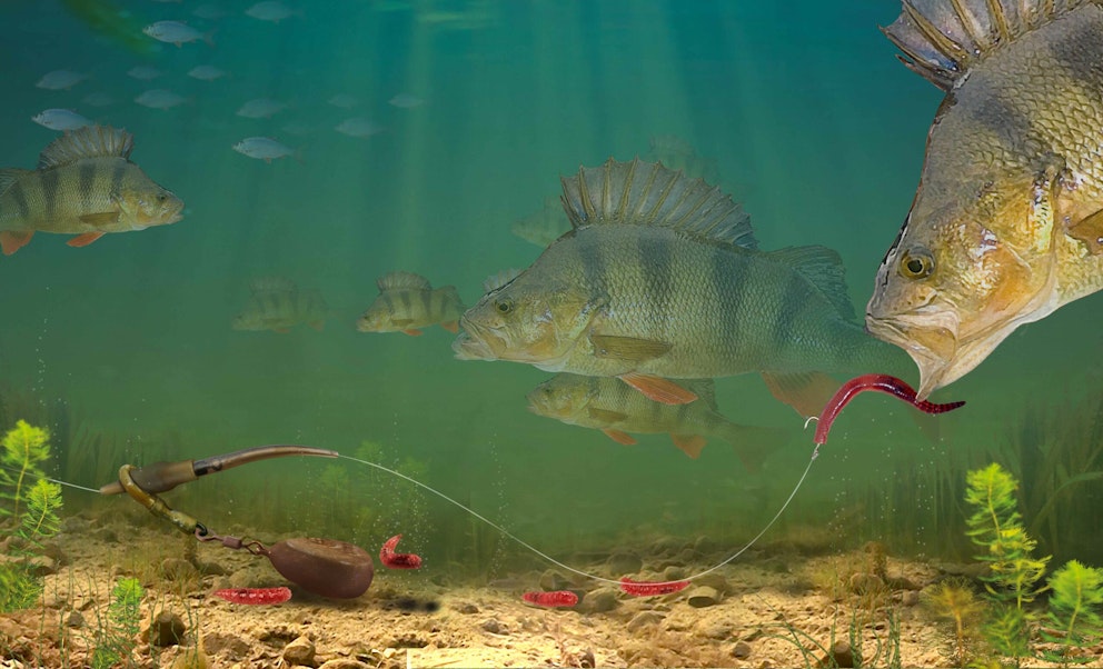 Catch specimen perch using bite alarms | Angling Times