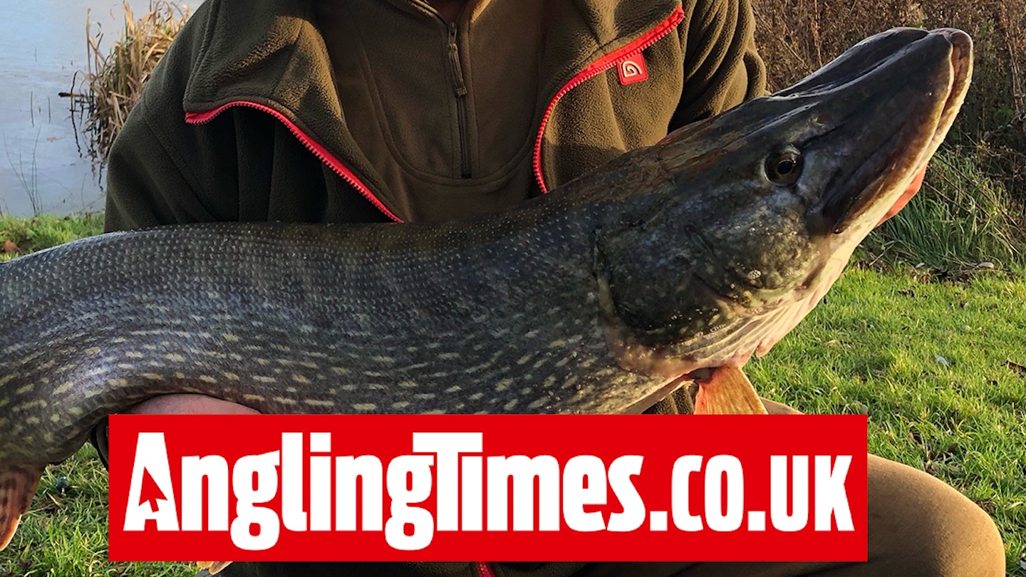 Beautiful big pike landed half an hour in to first session of the season