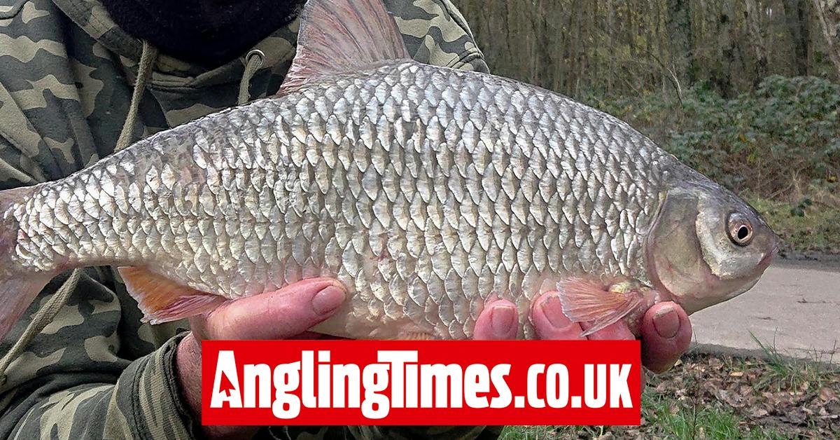Roach of a lifetime caught from club water | Angling Times