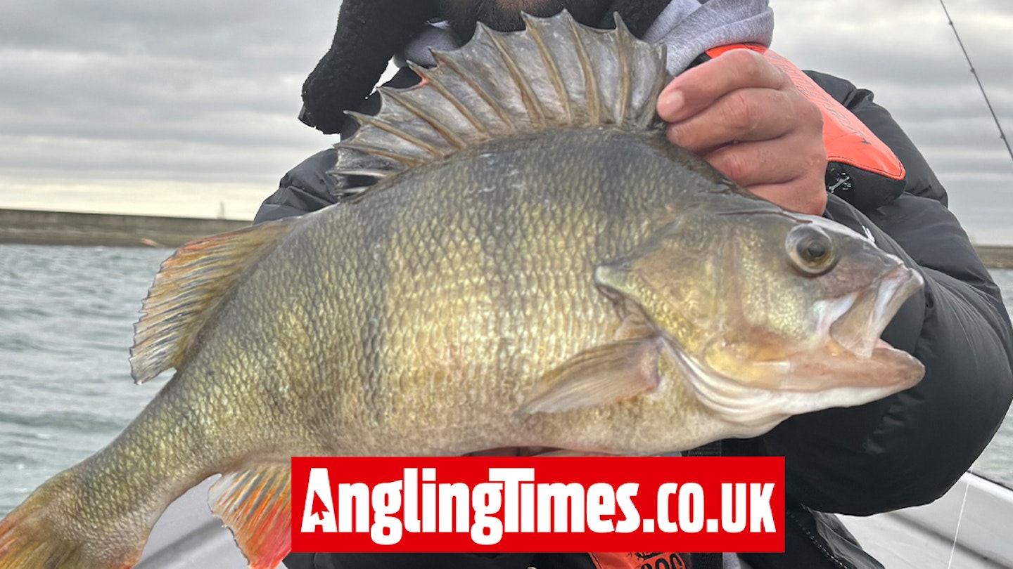 ‘Football-sized’ perch landed on first Grafham fishing trip