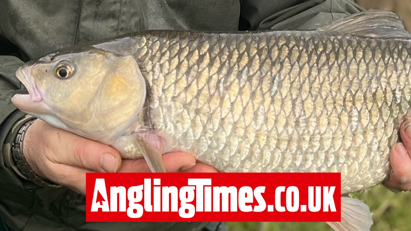Cheese paste bait brings first ‘seven’ chub on rising river