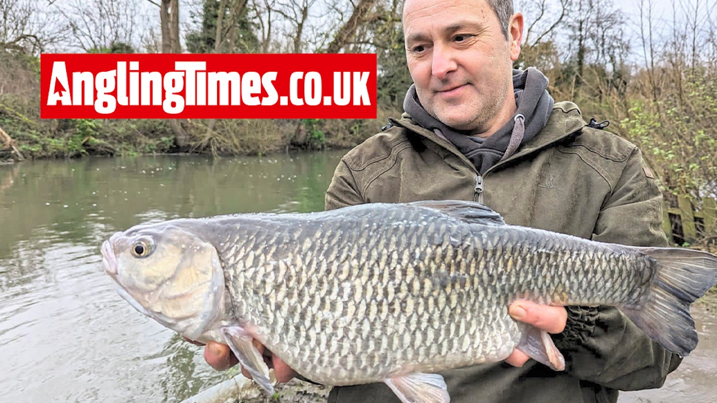 Absolutely enormous chub landed on ‘old’ quivertip rod