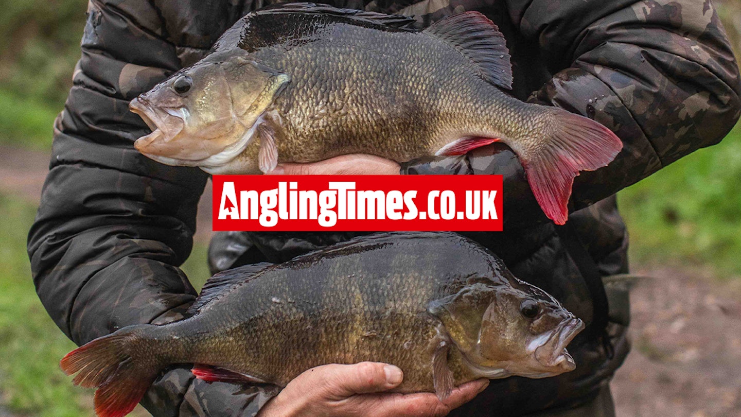 Mega brace of perch on ‘impromptu’ canal fishing session for Nash Tackle’s Oli Davies