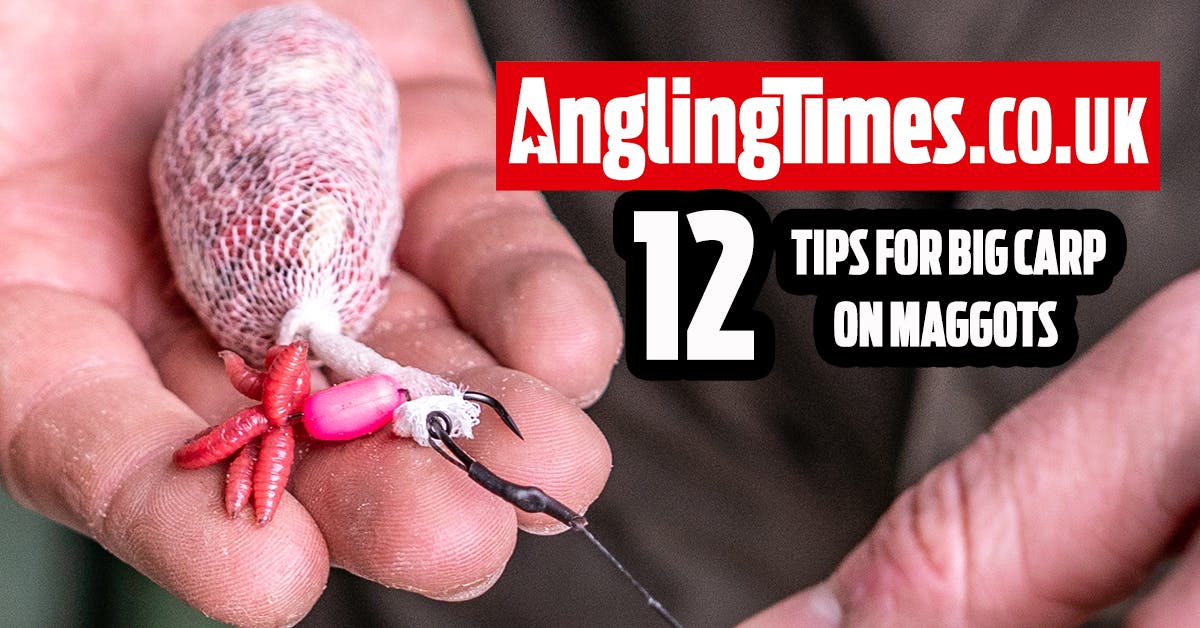 12 Tips To Master Big Carp Fishing With Maggots Angling Times