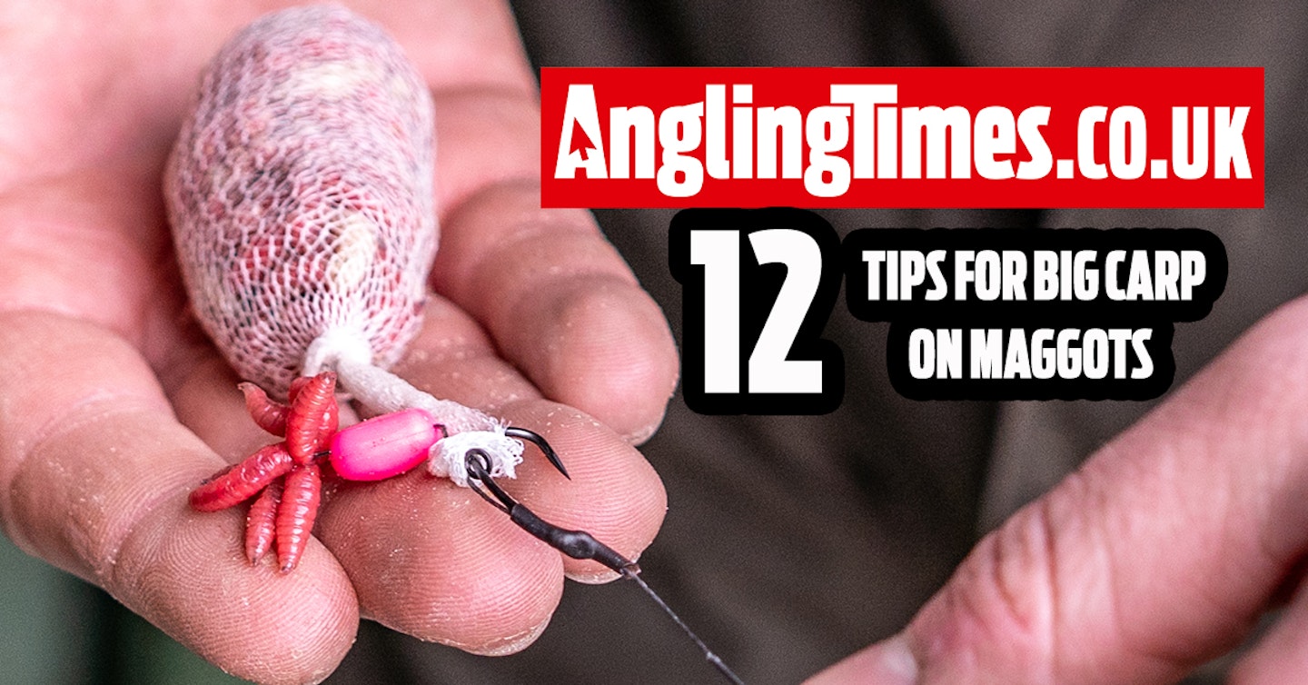 12 Tips To Master Big Carp Fishing With Maggots