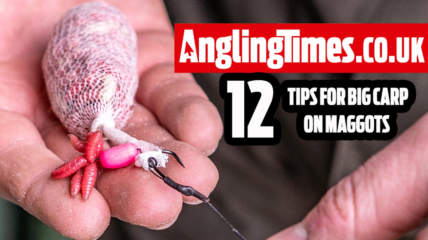 12 Tips To Master Big Carp Fishing With Maggots