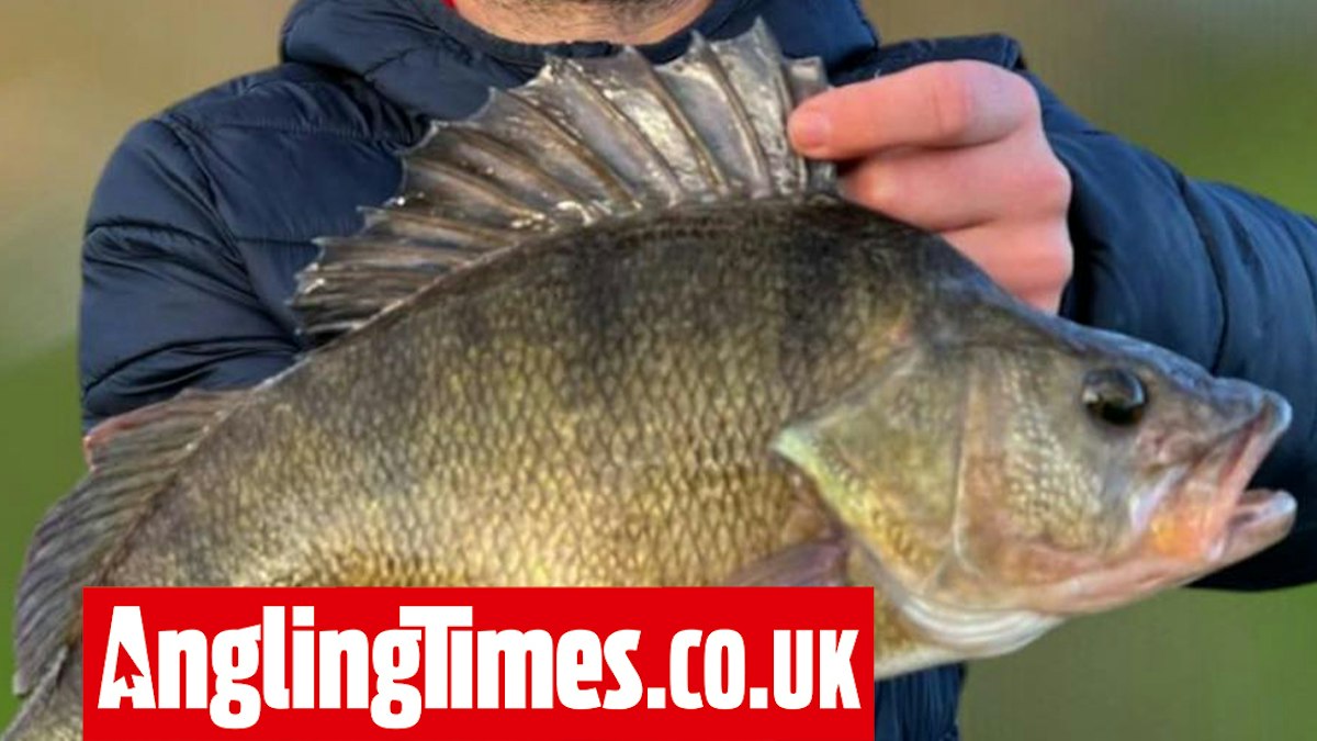 Perch Rotten Perch best smashed twice in dream start to the year | Angling Times