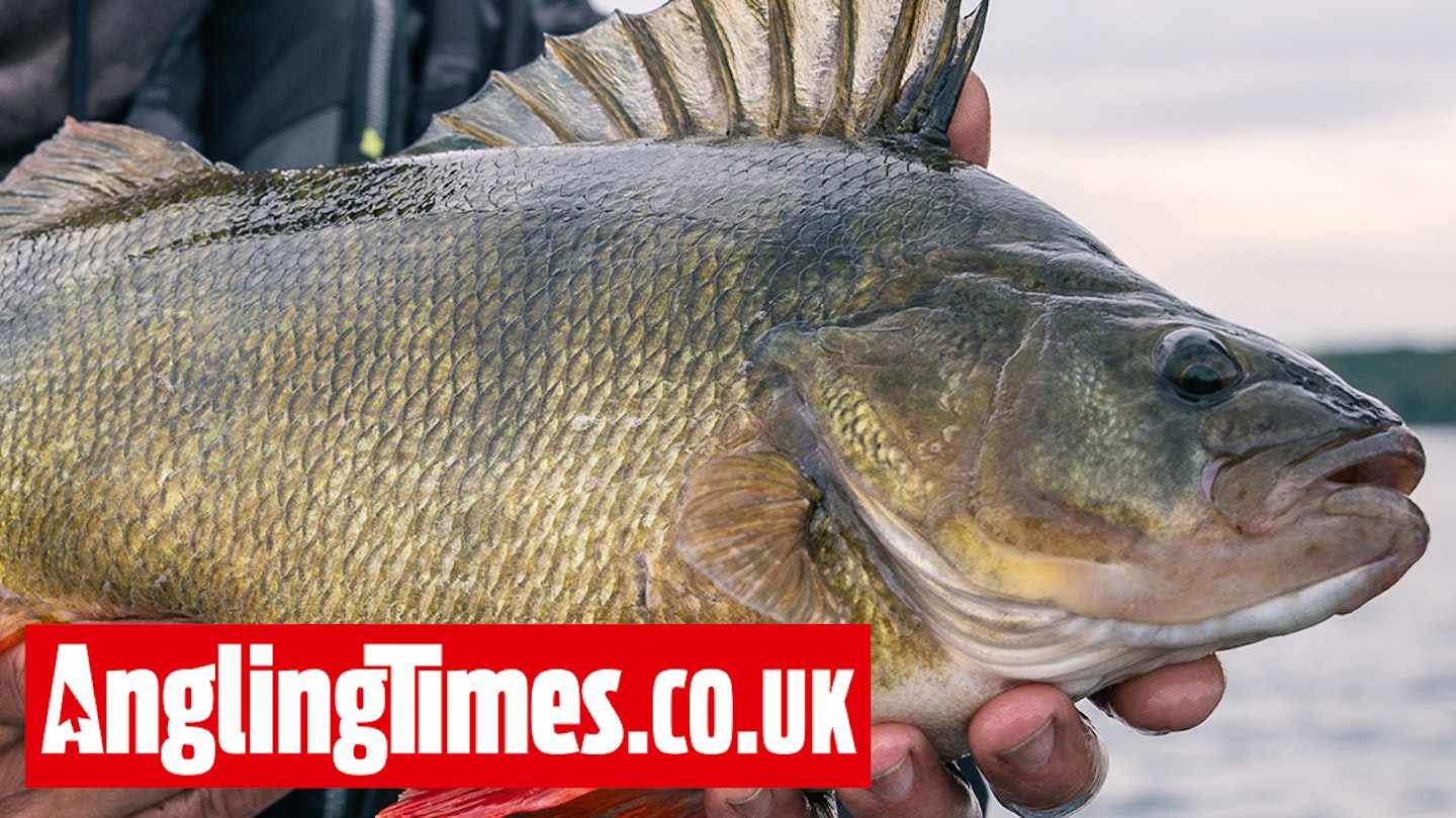 Angler lands three possible bests after forgetting his scales