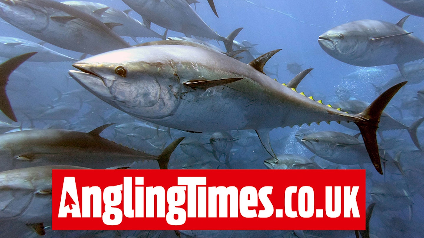 Expanded UK Bluefin Tuna Fishery Plan Divides Opinion