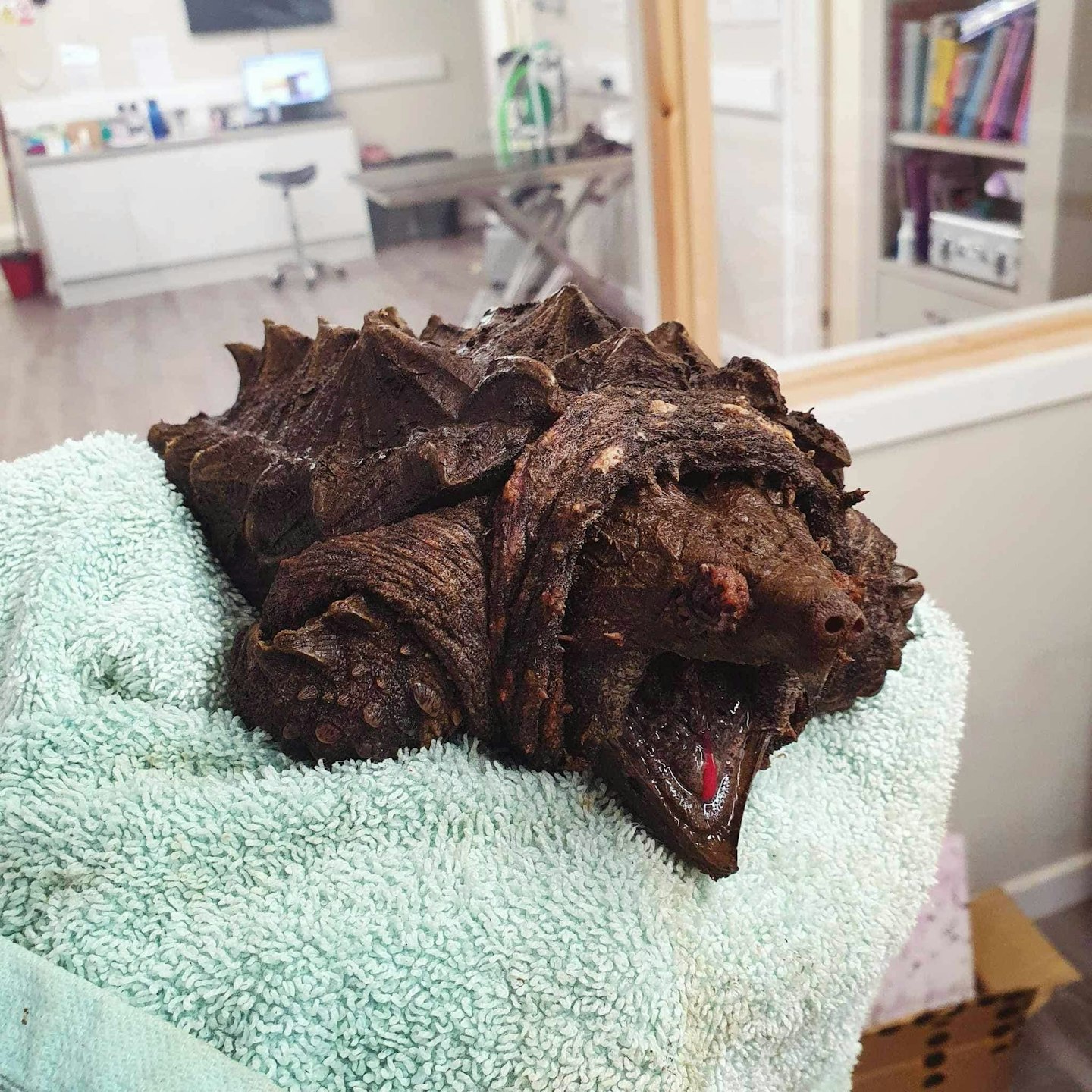 'Fluffy' the alligator snapping turtle (Image: Wild Side Vets)