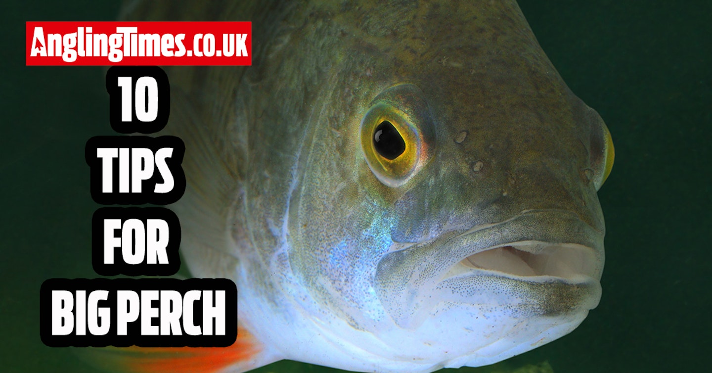 10 Essential Tips For Specimen Perch Fishing