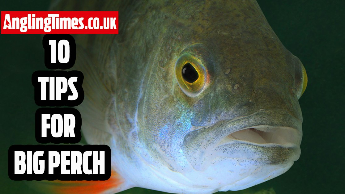 Perch Example 10 Essential Tips For Specimen Perch Fishing | Angling Times