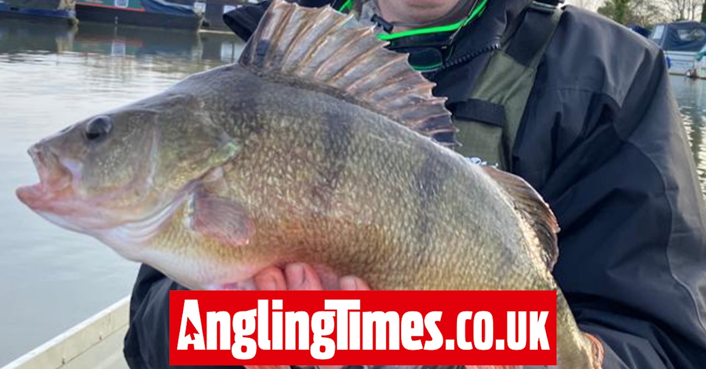 Awesome Thames perch strikes lure at dusk
