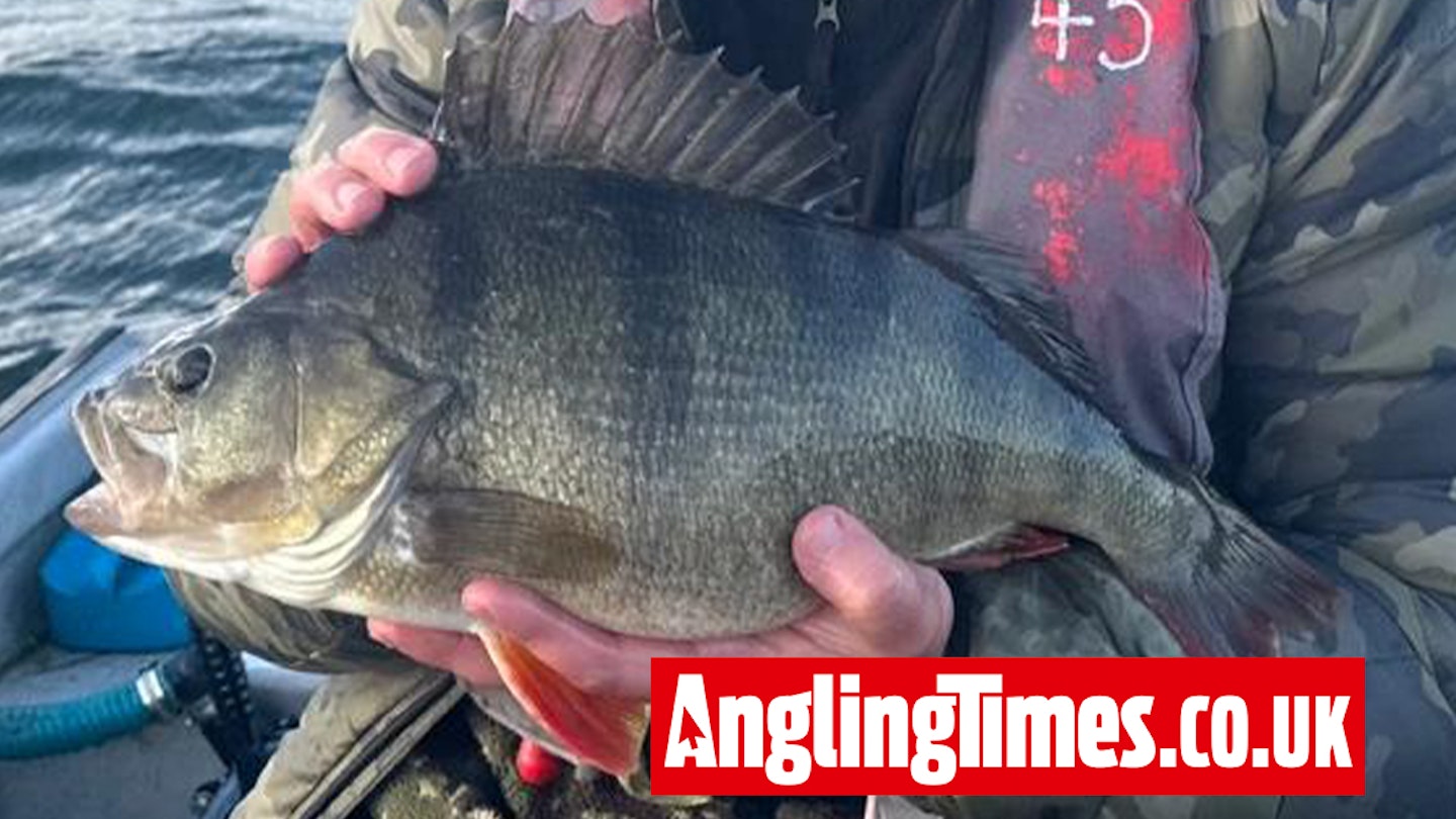 Huge reservoir perch could be ‘best angling moment’ for captor
