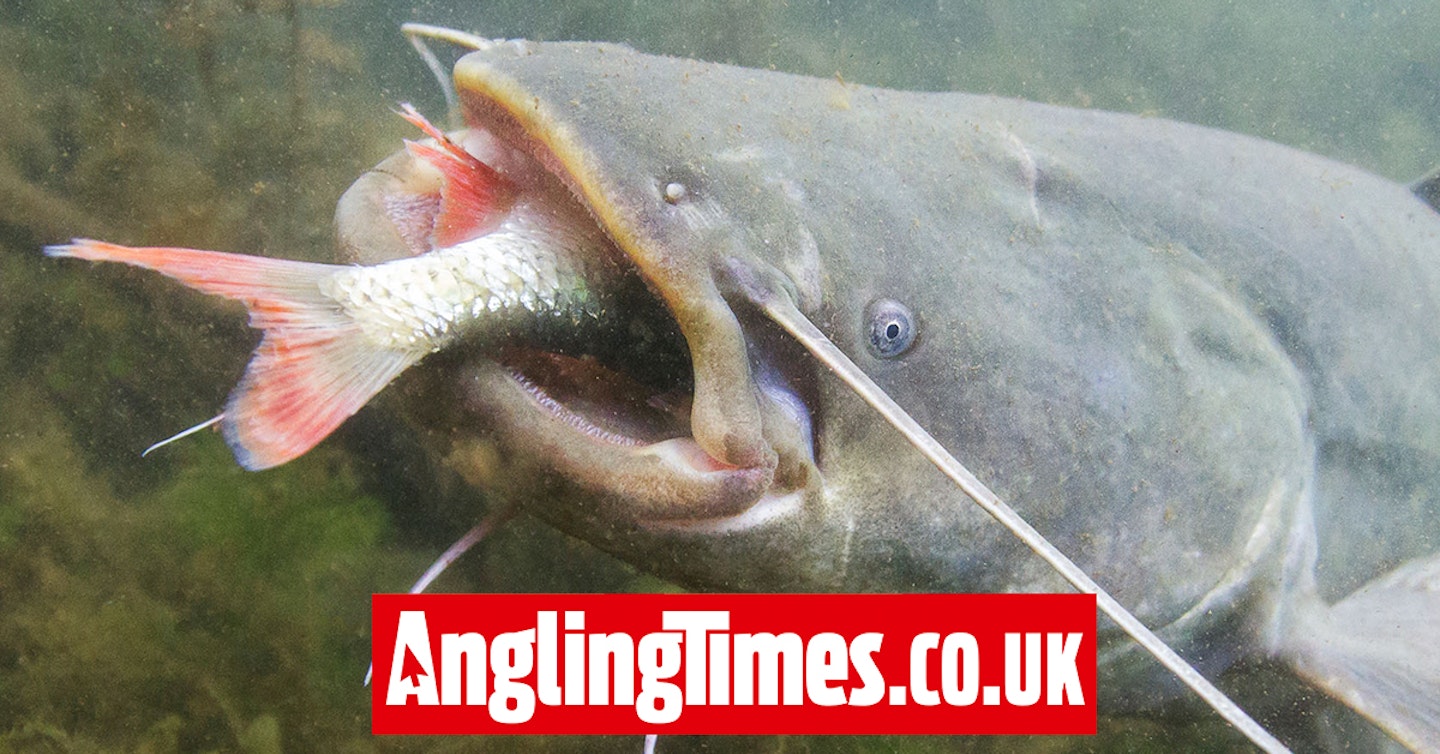 Target weight set for new catfish record