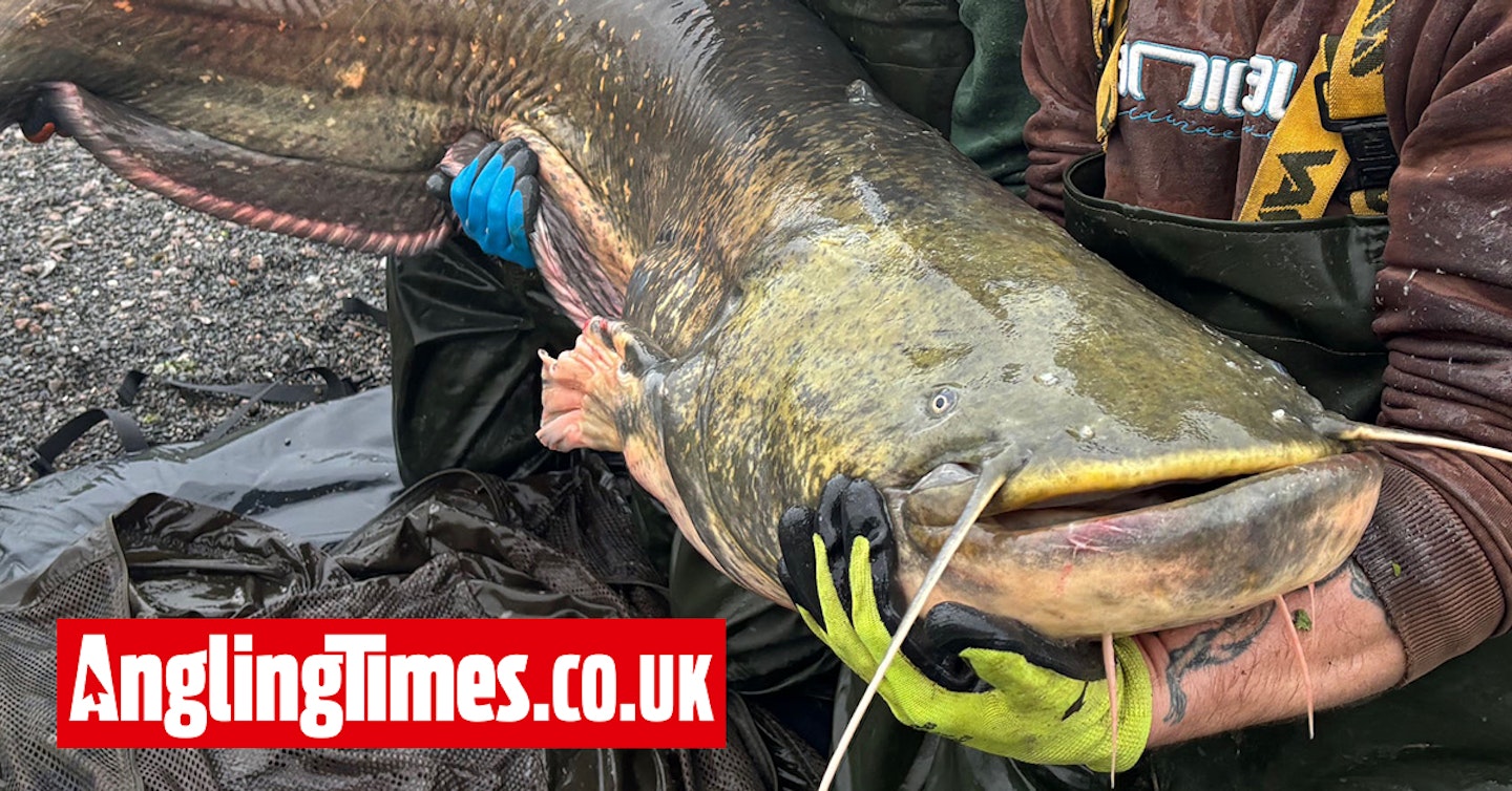 Enormous 'Beast' catfish netted and moved after terrorising