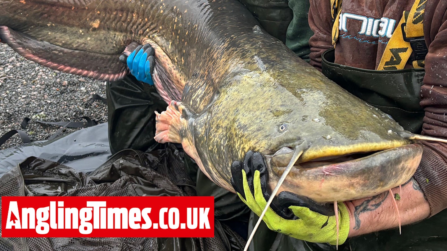 Enormous ‘Beast’ catfish netted and moved after terrorising southern match fishing lake