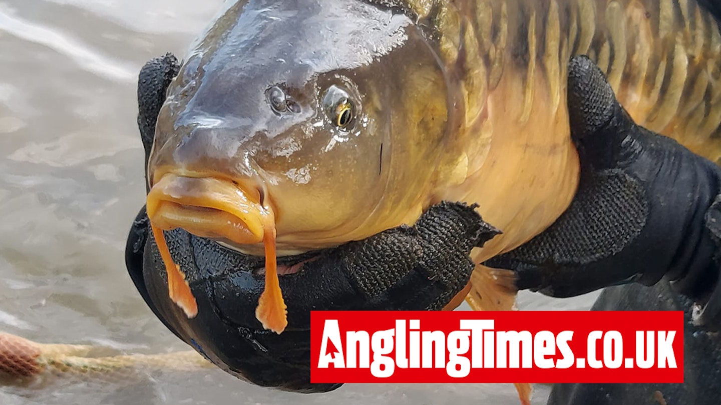 Rare carp with ‘feathers’ is truly one of a kind