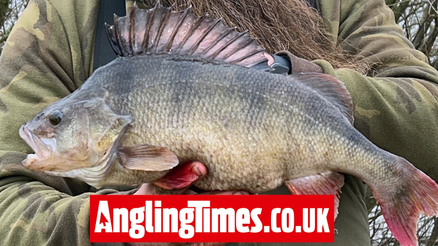 ‘Twitched’ worms score mammoth Ouse perch