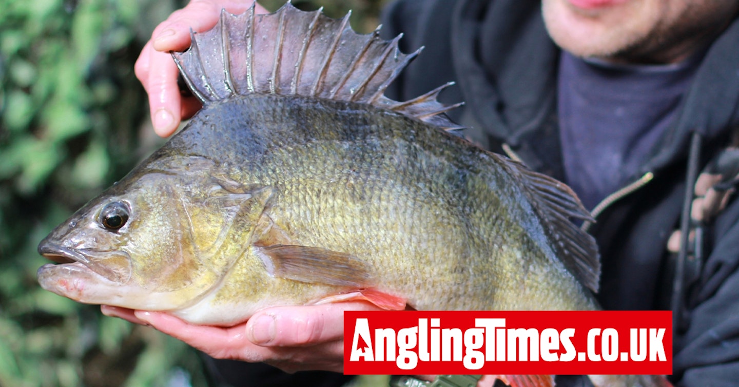 Float-fished bait scores large Thames perch