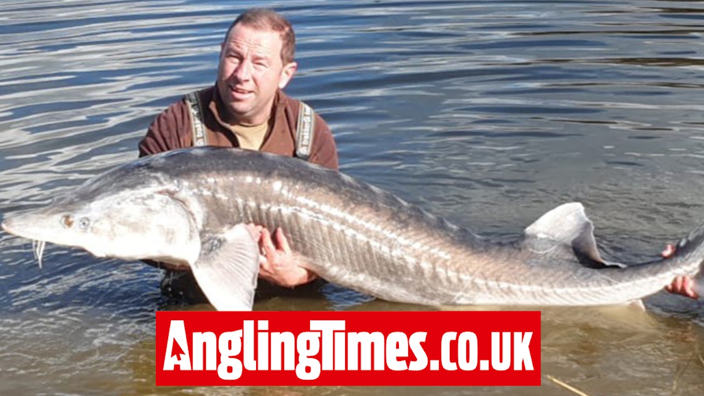Sturgeon Fish 300 Million Year Old Fish Resembles A Sturgeon But Took