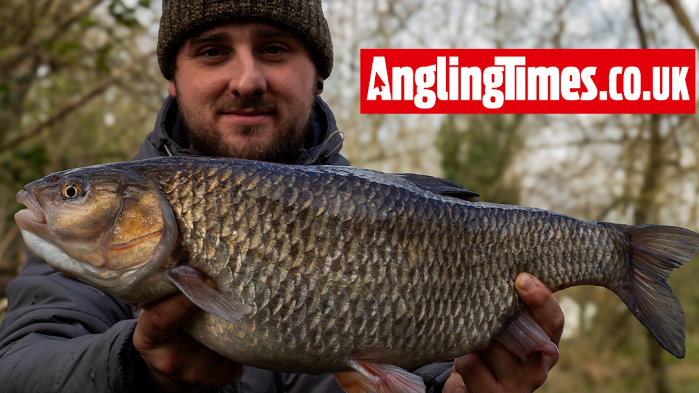 Tactical switch brings beautiful River Colne chub