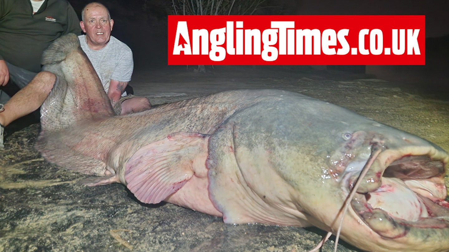 Monster 250lb beast is ‘third biggest catfish ever landed by a British angler’