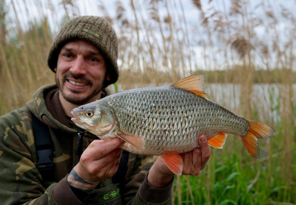 Roach Fish Roe The perfect roach for specimen ace | Angling Times