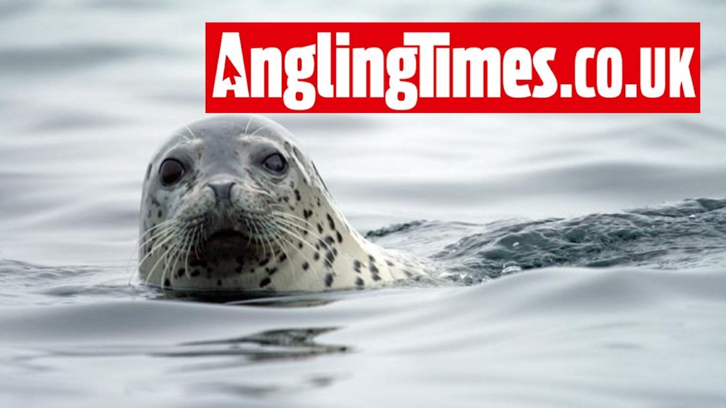 Immediate halt of seal release by RSPCA called for by the Angling Trust