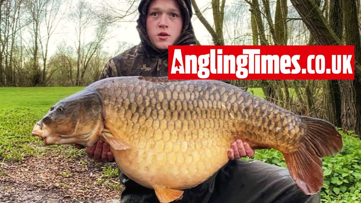 Monster common carp banked at popular complex