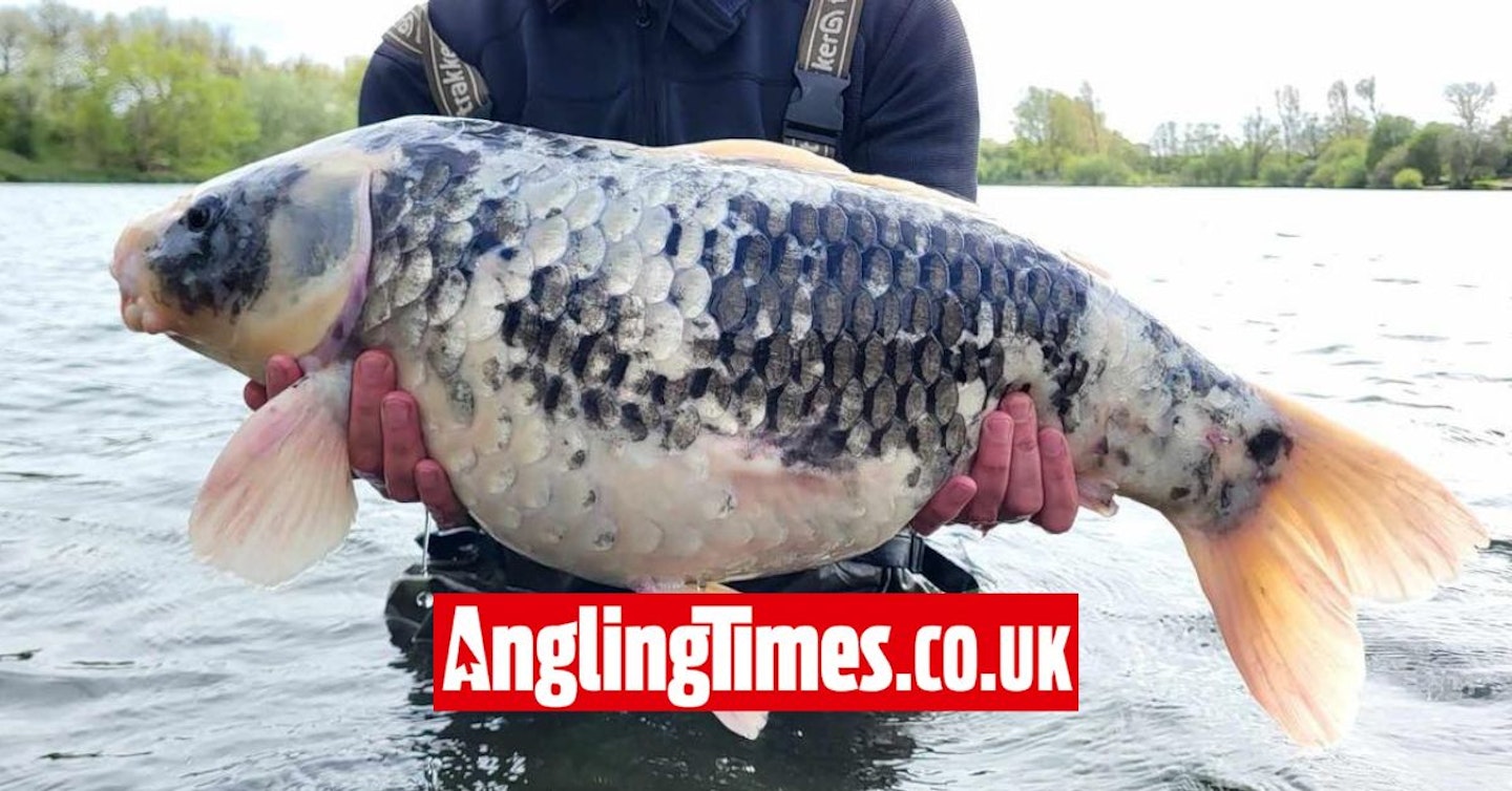 Angler catches 40 year old koi carp which is older than him