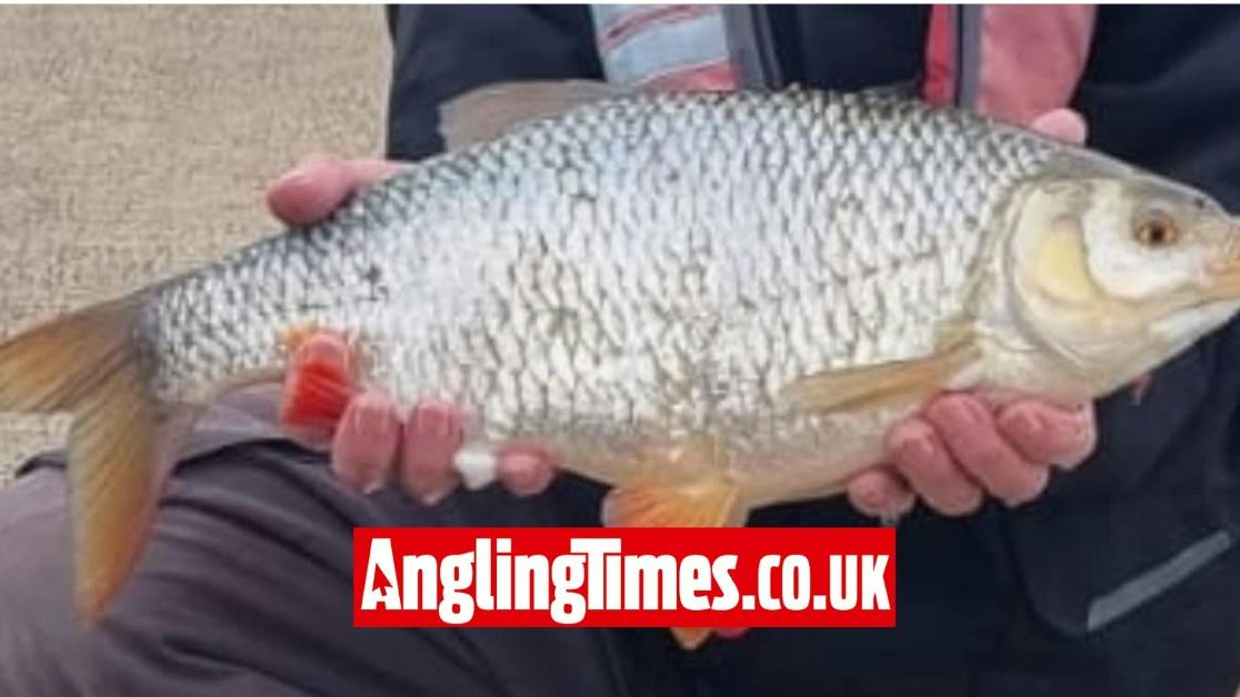 Roach Fish Roe Potential British Record roach landed | Angling Times