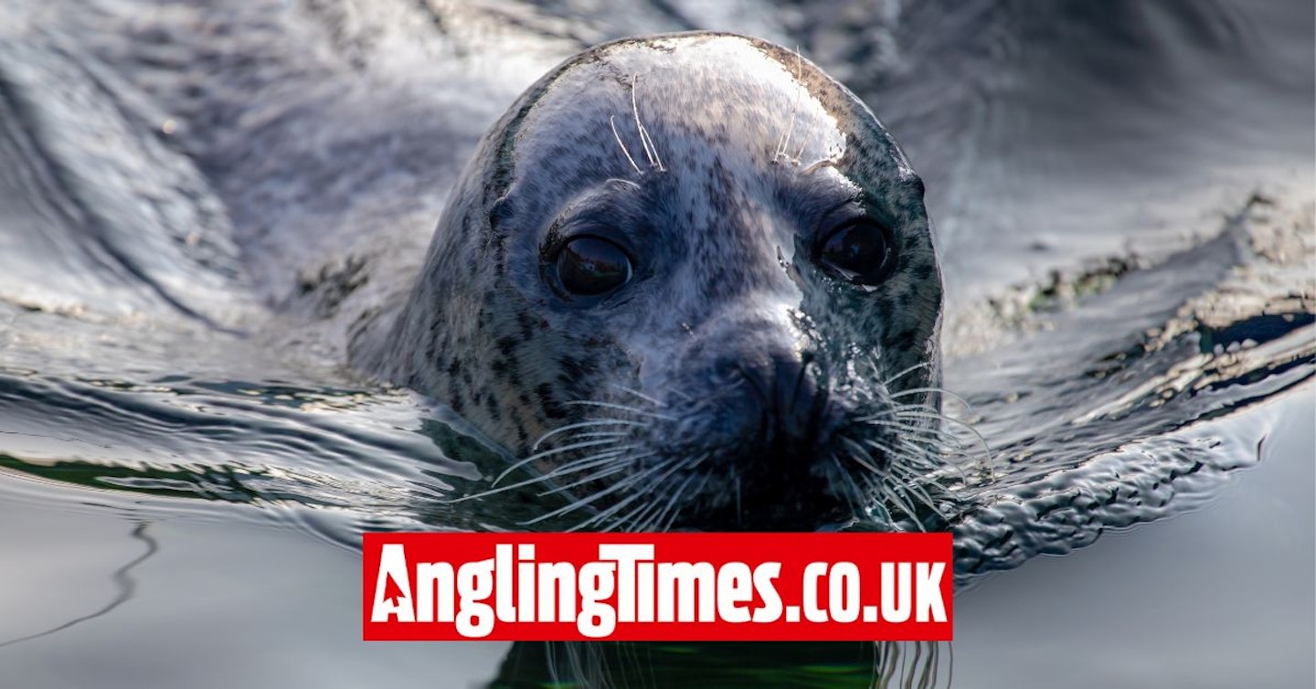 UK lakes and rivers now pressured by seals