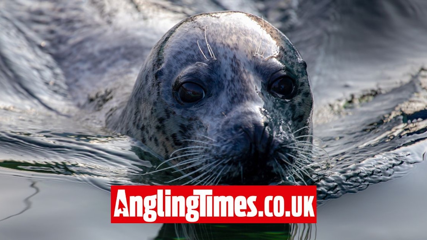 UK lakes and rivers now pressured by seals