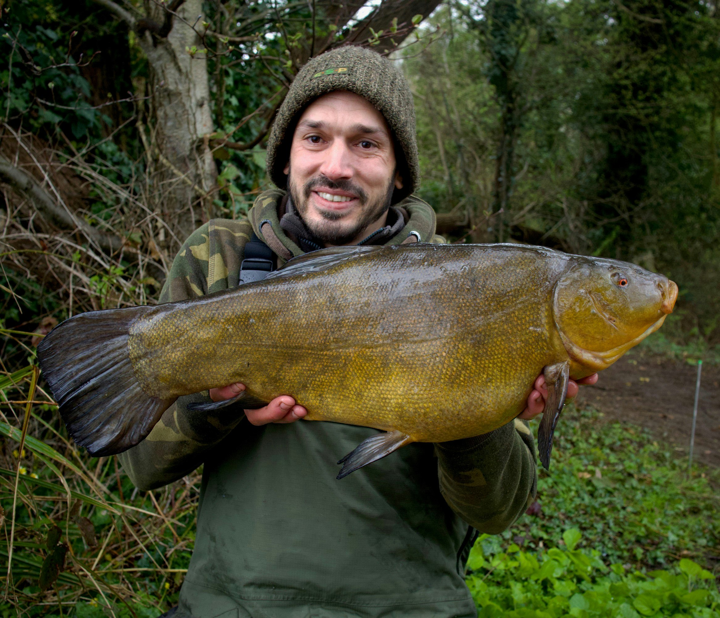 The tench that helped Daniel win the Drennan Cup.