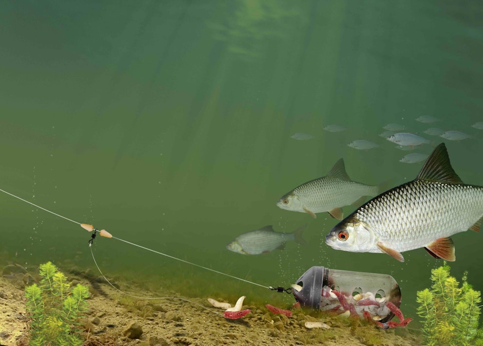 5 tips to catch your biggest roach | Daniel Woolcott | Angling Times