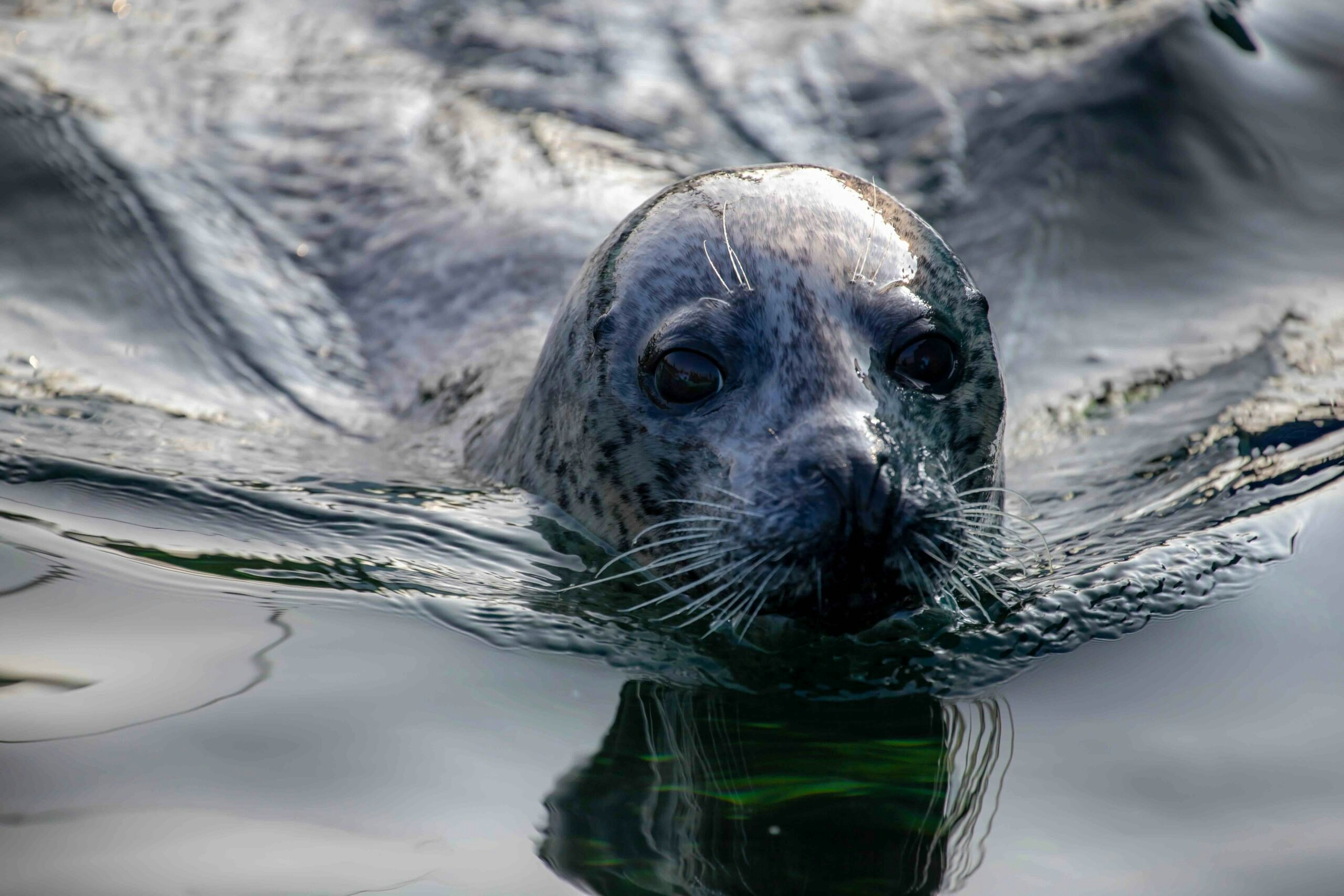 Seals are too quick and powerful for freshwater fish to escape. Credit: Shutterstock