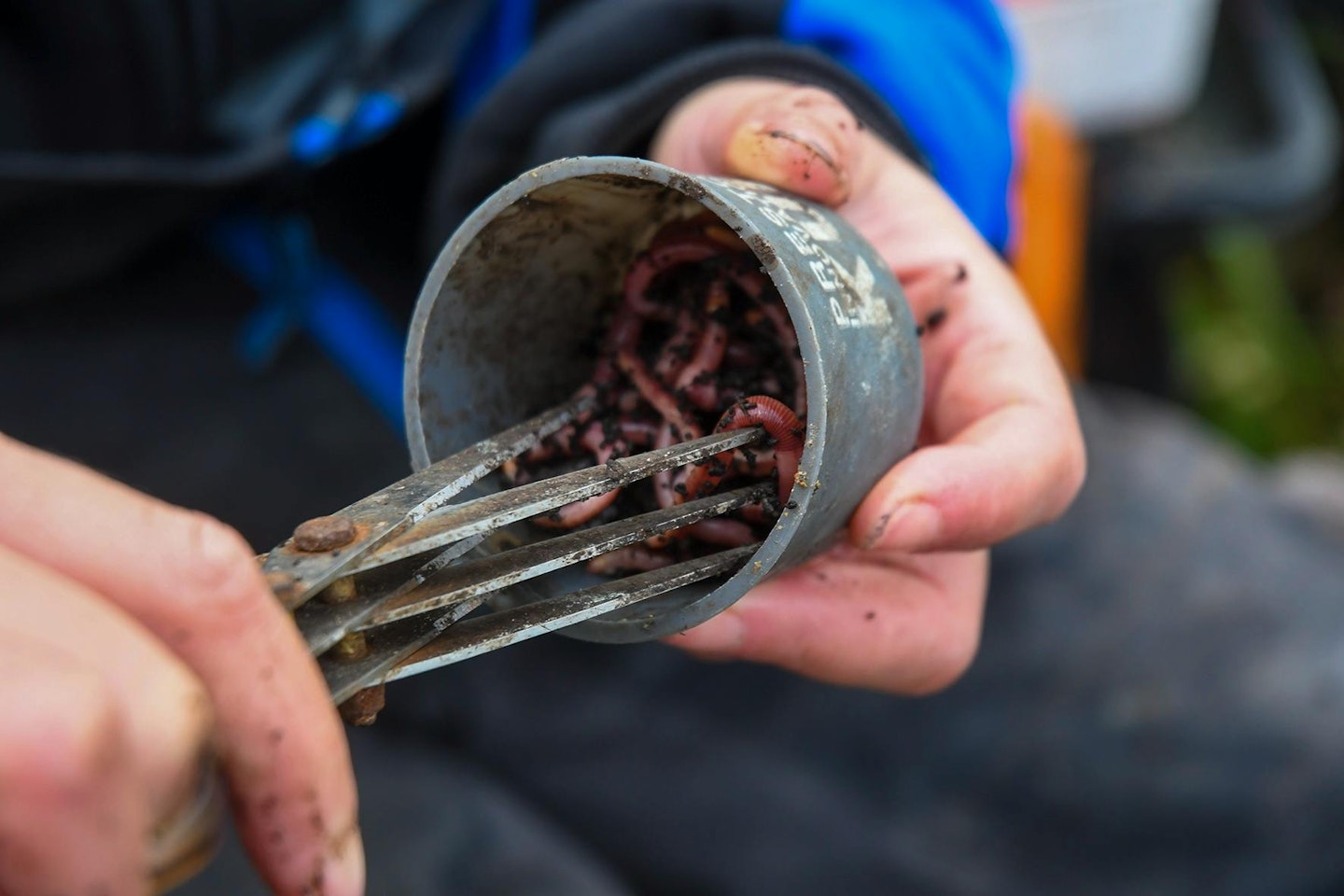 Chopping worms helps release all their natural juices.