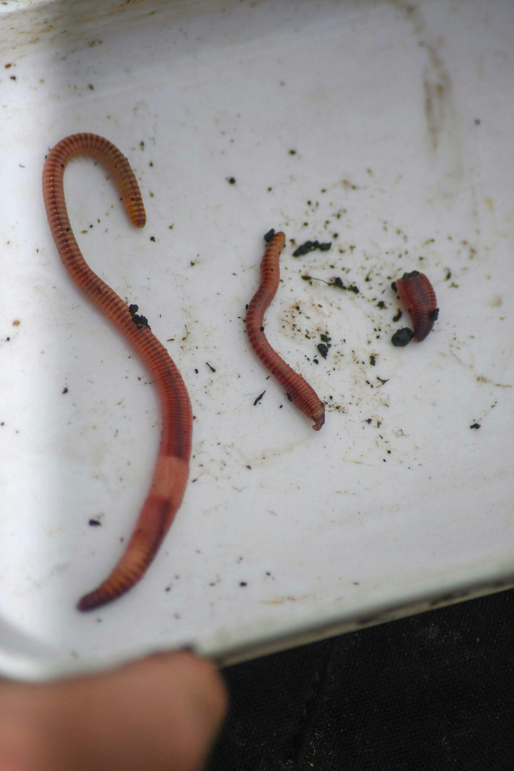 Vary the size of the worm to the size of fish you want to catch.
