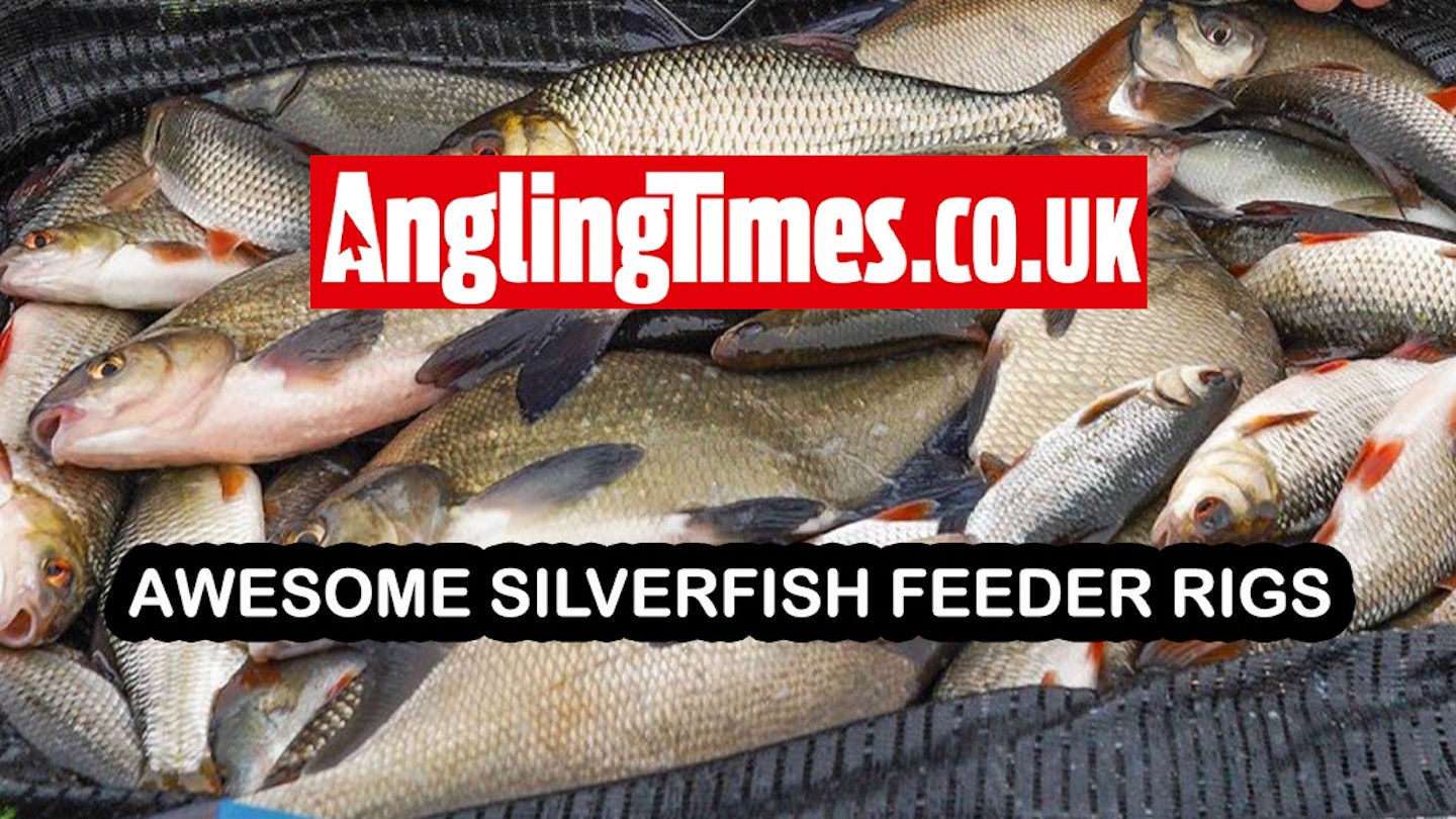 Awesome silverfish feeder rigs