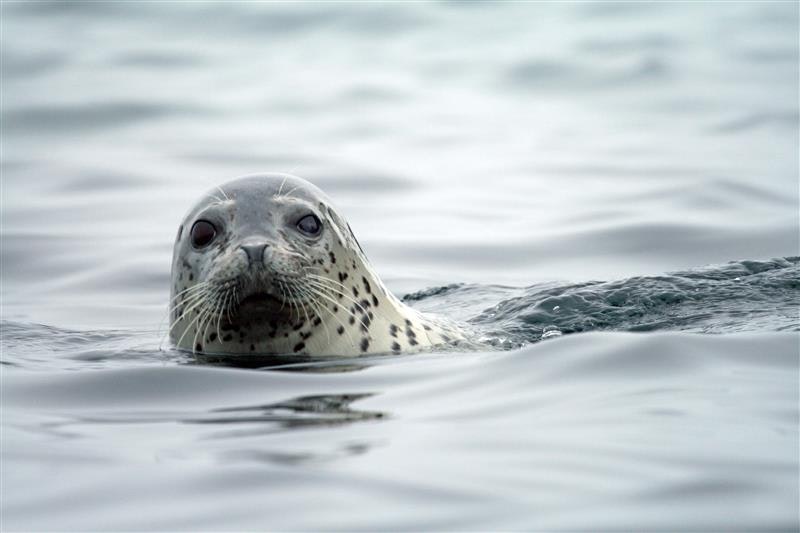 Seals, whilst majestic, are doing untold damage to freshwater fish populations.