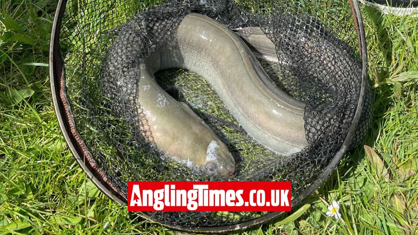 First ever fish is enormous eel | Angling Times