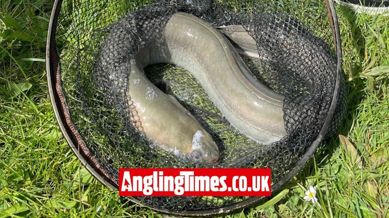 First ever fish is enormous eel | Angling Times