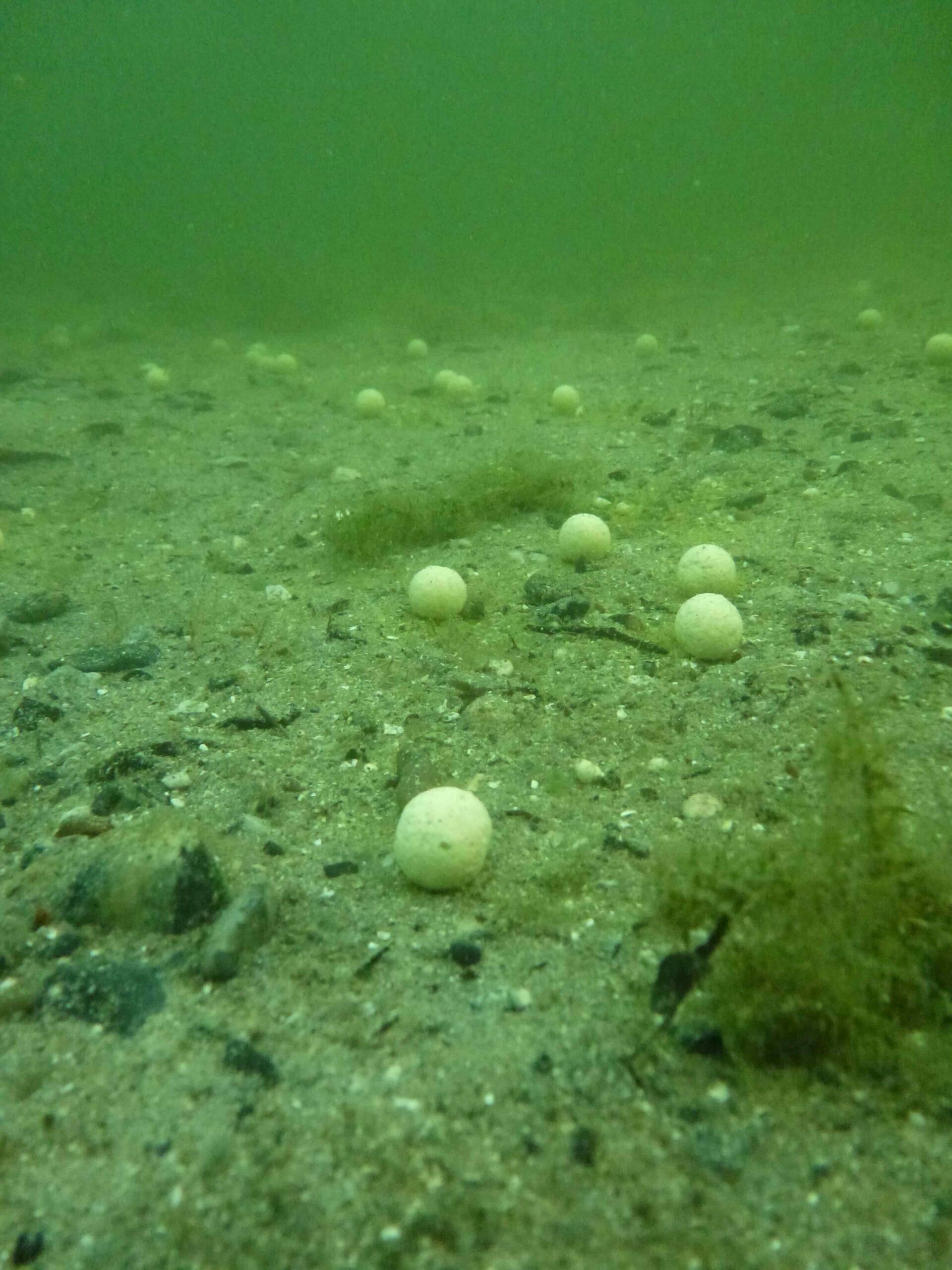 Boilies are fantastic, but they aren