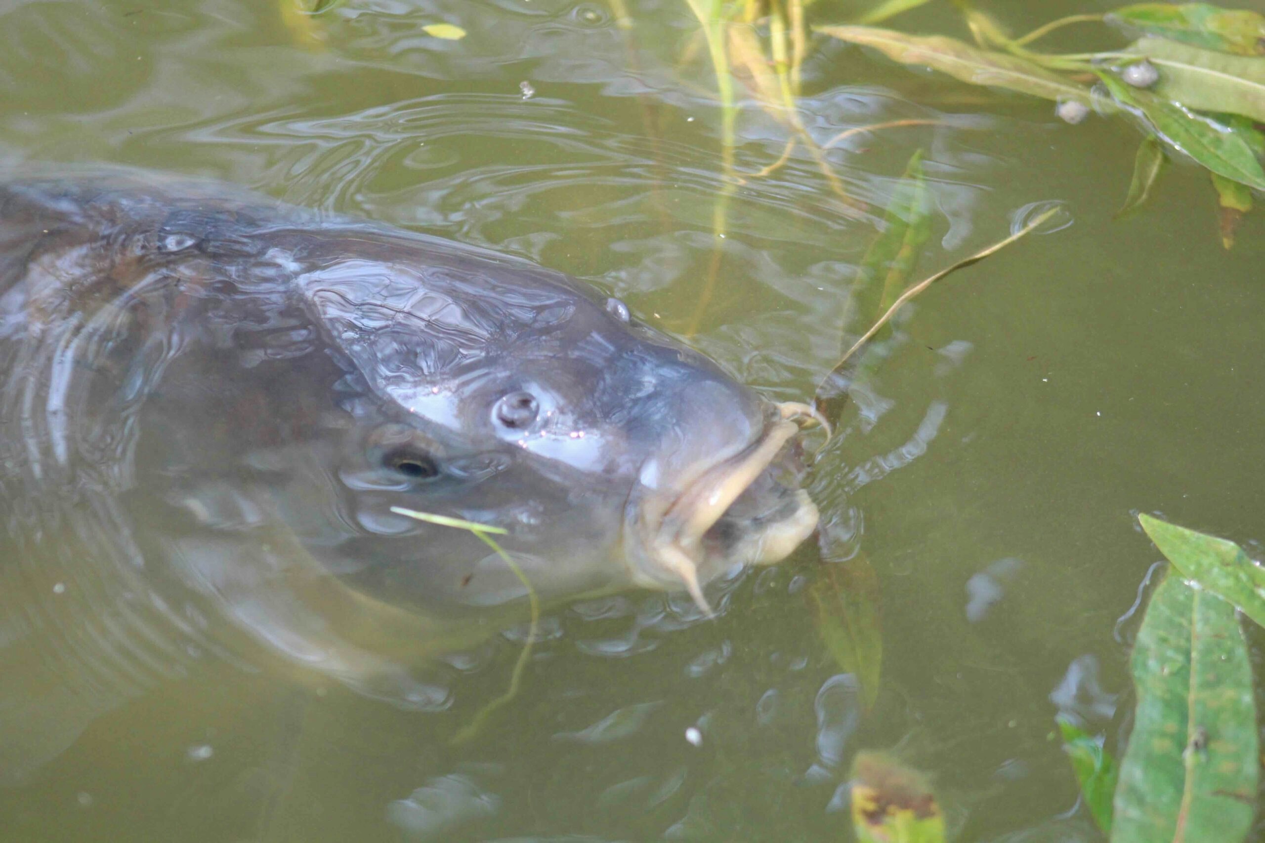 carp can be mugged really easily