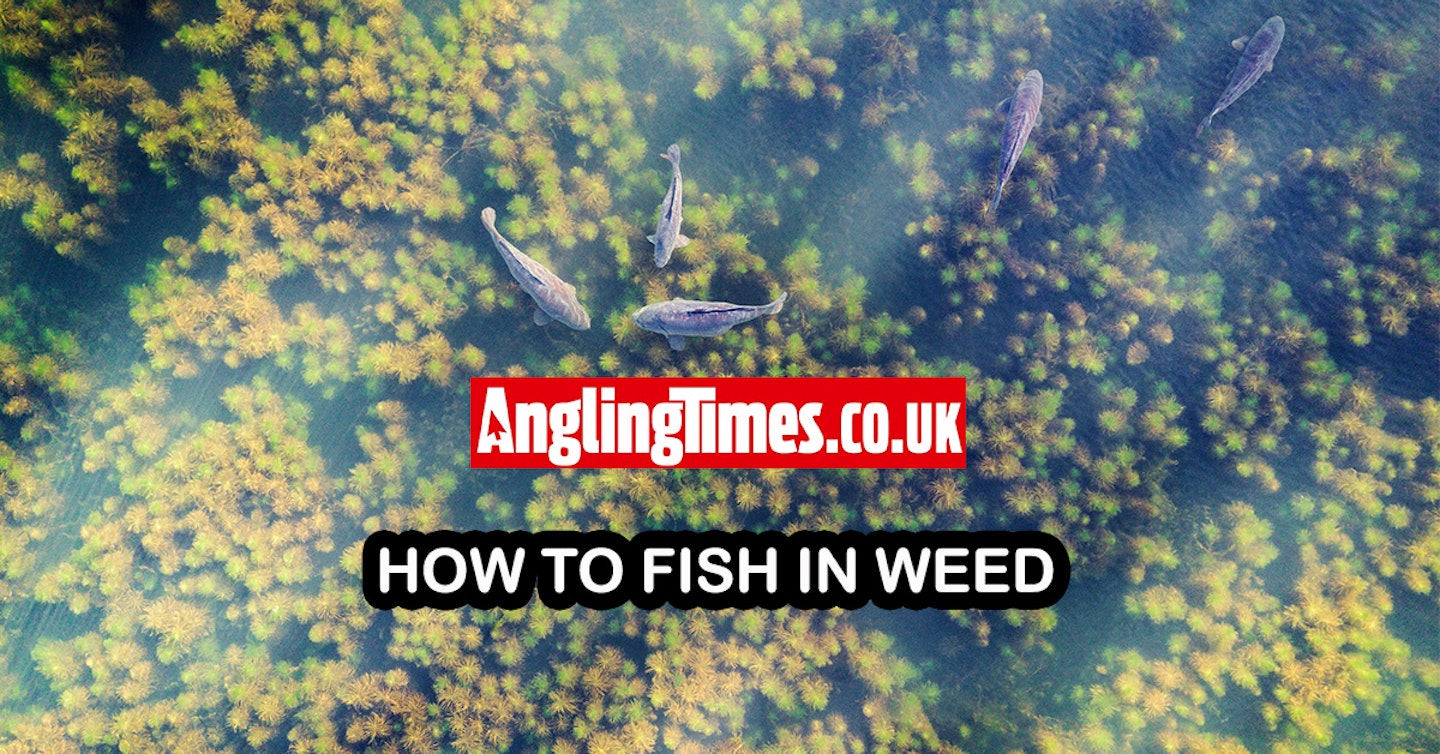 How to fish in weed