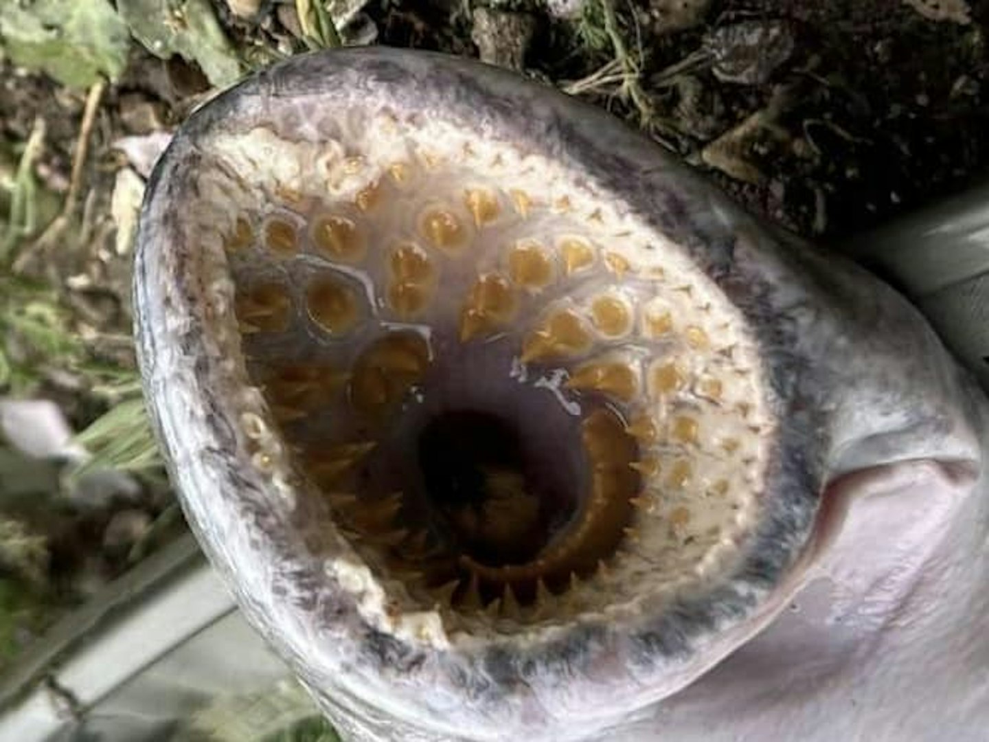 The mouth of the lamprey that suckered onto Ethan's bait.